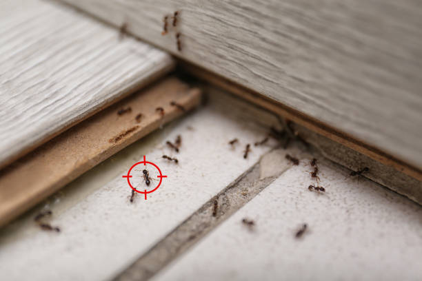 Wildlife Control Services in Hiawatha, IA