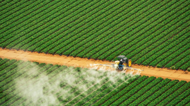 Best Termite Control Services  in Hwatha, IA