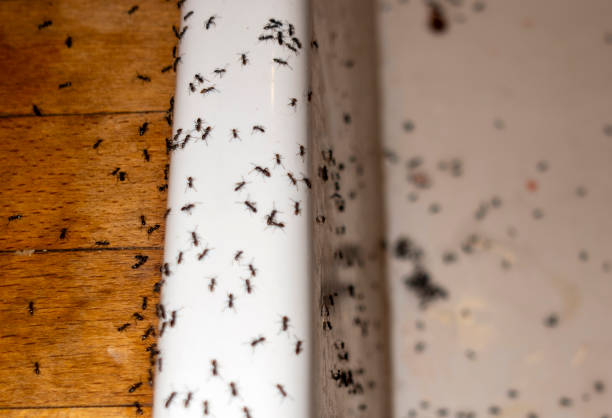 Best Pest Removal Services  in Hwatha, IA