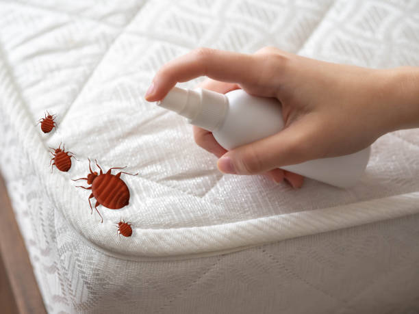Best Ant Control Services  in Hwatha, IA