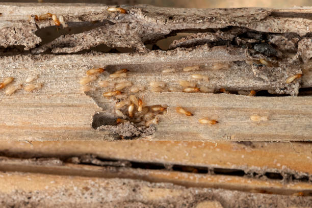 Best Pest Inspection Near Me  in Hwatha, IA