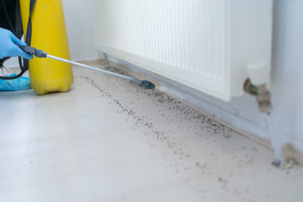 Best Affordable Pest Control Services  in Hwatha, IA