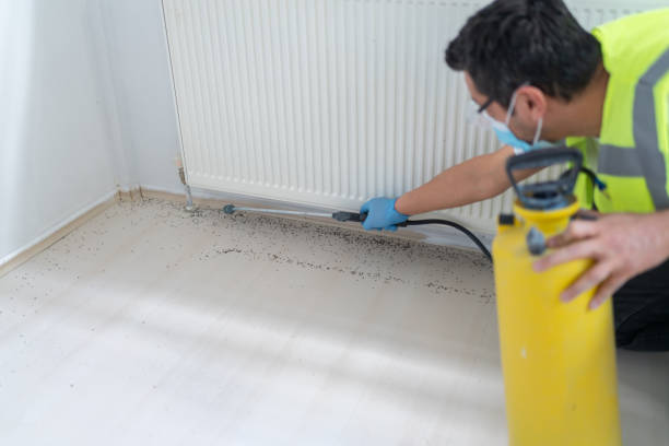 Best Cockroach Control Services  in Hwatha, IA