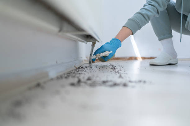 Best Residential Pest Control  in Hwatha, IA